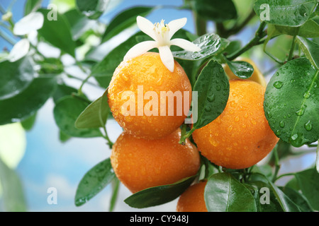 Reife Mandarinen auf einem Ast. Blauen Himmel im Hintergrund. Stockfoto