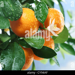 Reife Mandarinen auf einem Ast. Blauen Himmel im Hintergrund. Stockfoto