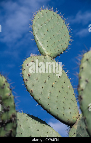 Opuntia Sorte, Feigenkaktus. Stockfoto