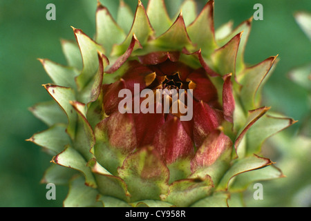 Cynara Scolymus, Artischocke. Stockfoto