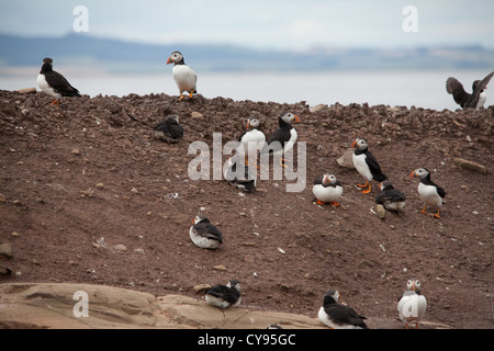 gmlh1207 2512 Fratercula Arctica Papageientaucher auf Farne Islands aus gemeinsame Northumberland England United Kingdom Stockfoto