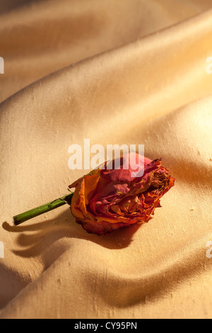 einzelne verwelkt, sterben rosa hybride Terose auf weichen Falten des Materials Stockfoto