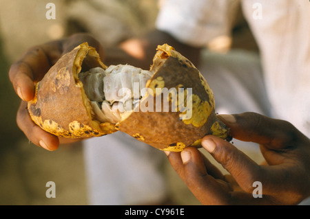 Ghana, Westafrika, Mann Betrieb offen Kakaofrucht, Theobroma Cacao, Bohnen innen zeigt. Stockfoto