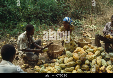 Ghana, Westafrika, Landwirtschaft, Theobroma Cacao, Kakao, Mann und Frauen entfernen der Schalen der Kakaofrüchte Stockfoto