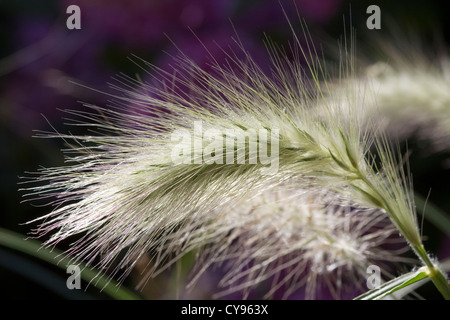 Nahaufnahme der Blüte von Ziergras Pennisetum Villosum, September 2012 Stockfoto