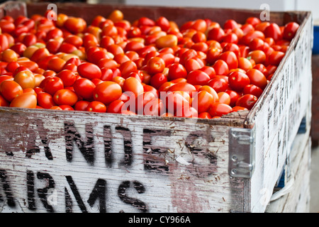 Roma Tomaten auf einem freien Markt im Okanagan Valley, Osoyoos, Britisch-Kolumbien, Kanada Stockfoto
