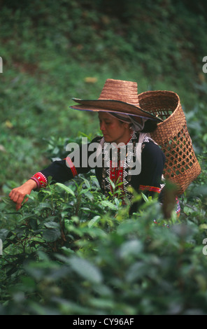 Thailand, Camellia Sinensis, der Teepflanze. Stockfoto