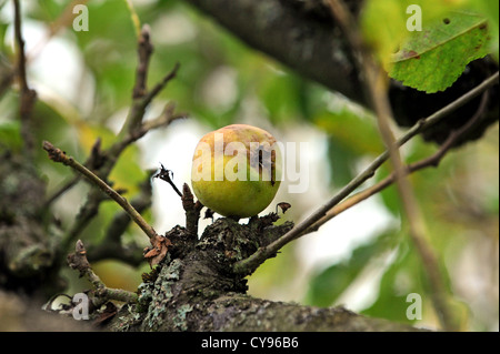 Ein fauler Apfel, noch an einem Baum hängen, nachdem die Ernte durch ruiniert wurde Nässe in den Sommermonaten Stockfoto