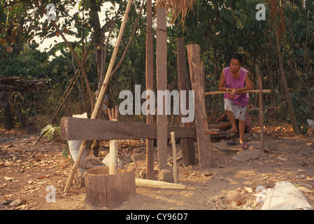 Thailand, Coffea Arabica, Kaffee. Stockfoto