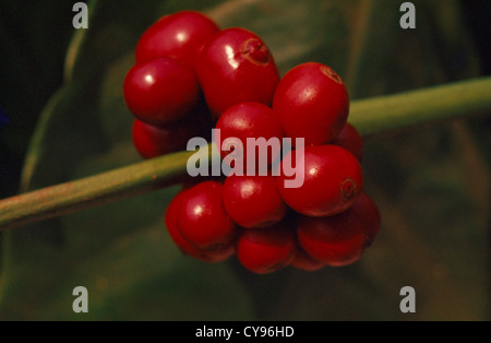 Coffea Arabica, rote Kaffeebohnen wachsen in einem Cluster auf eine Anlage in Muang Keurt in der Provinz Chiang Mai, Nordthailand. Stockfoto