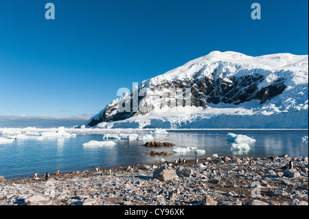 Gentoo Pinguine Kolonie in Paradise Bay, Antarktis Stockfoto