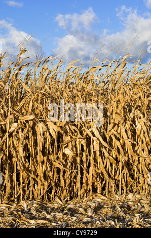 Maisfeld im Herbst während der Ernte Stockfoto