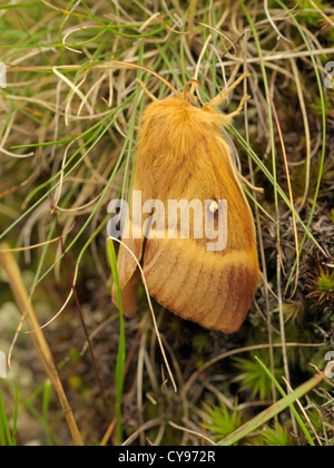 Eiche Eggar Motte, Lasiocampa quercus Stockfoto