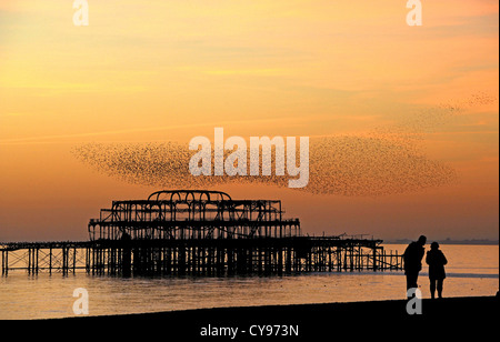 Stare in Scharen über Brightons verlassenen West Pier bei Sonnenuntergang Stockfoto