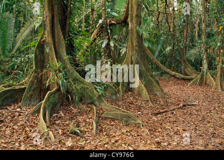 Pterocarpus Officinalis, Dragonsblood Baum. Stockfoto