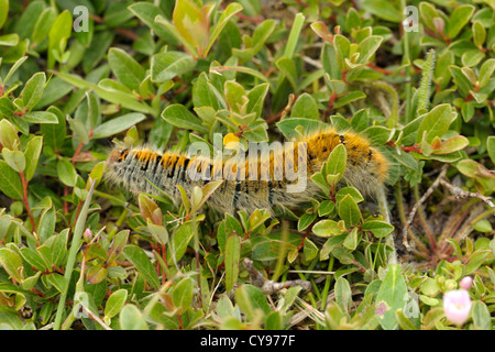 Grass Eggar Falter Raupe, Lasiocampa trifolii Stockfoto