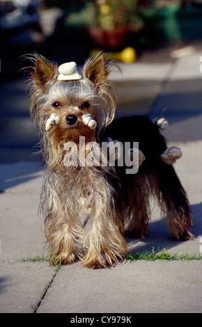 YORKSHIRE-TERRIER FÜR DIE HUNDEAUSSTELLUNG GEPFLEGT / ENGLAND Stockfoto