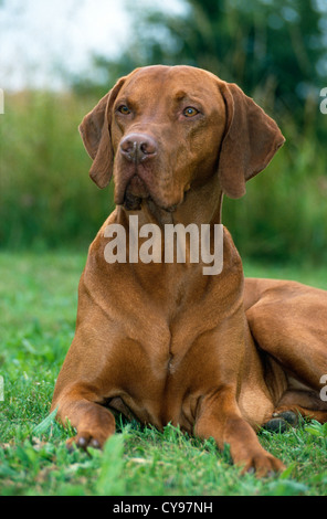 Ungarische VIZLA - CLOSE-UP, Lügen, FRONTANSICHT / Irland Stockfoto