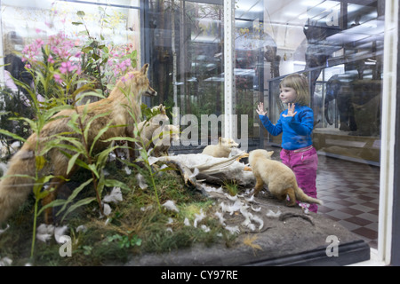 Kind die Fuchsfamilie in Ständen zu betrachten. Zoologisches Museum in St. Petersburg, Russland Stockfoto