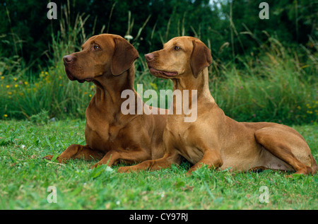 ZWEI UNGARISCHE VIZLAS; SITZEN, SIDE VIEW / IRLAND Stockfoto