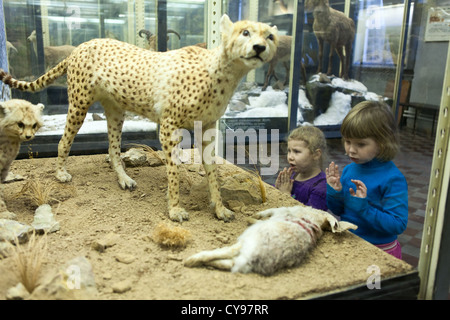 Kinder mit Schrecken betrachtet man das gefüllten Kaninchen gefangen Gepard. Zoologisches Museum in St. Petersburg, Russland Stockfoto
