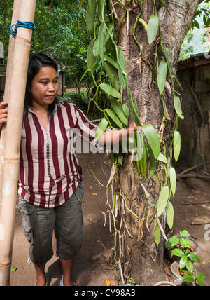 Vanilleschoten wächst am Rebstock, Vanilla Planifolia, bei Gitgit in der Nähe von Singaraja, Nord Bali, Indonesien. Stockfoto