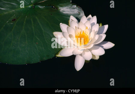 Nymphaea Alba, Seerose. Stockfoto