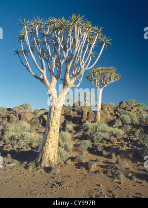 Aloe Dichotoma, Köcherbaum. Stockfoto