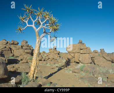 Aloe Dichotoma, Köcherbaum. Stockfoto