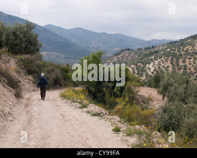 Landschaft rund um Priego de Cordoba in Andalusien, gut für eine einfache Tag wandern Sie entlang der Feldwege in Olivenhainen, männliche Wanderer. Stockfoto