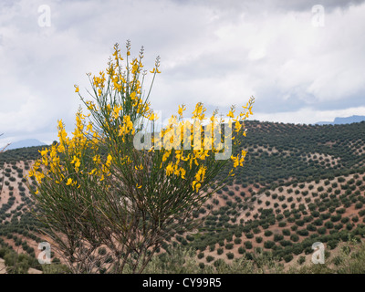 Landschaft rund um Priego de Cordoba in Andalusien, Olivenhainen, spanische Ginster, wahrscheinlich Spartium Junceum, im Vordergrund Stockfoto