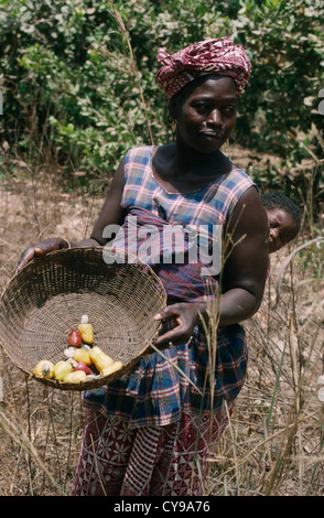 Westafrika, Gambia, Anacardium Occidentale, Cashew-Nuss. Stockfoto