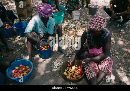 Westafrika, Gambia, Anacardium Occidentale, Cashew-Nuss. Stockfoto