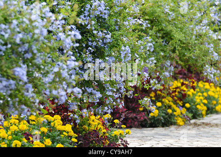 Kap leadwort (plumbago Auriculata) und Tagetes (Tagetes) Stockfoto