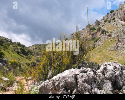 Wandern in den Bergen Subbéticas in Andalusien Spanien Blick auf Tal mit Rock und wohl üblich Besen vor Stockfoto