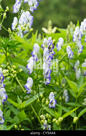 Garten Eisenhut (aconitum x cammarum 'Bicolor') Stockfoto