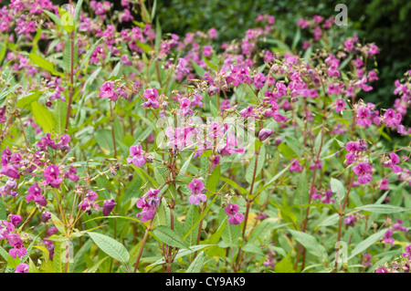 Himalayan Balsam (Impatiens glandulifera) Stockfoto