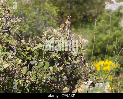 Wandern in den Bergen Subbéticas in Andalusien, Nahaufnahme von einer Quercus Coccifera, Kermes-Eiche Strauch mit stacheligen Blättern Stockfoto