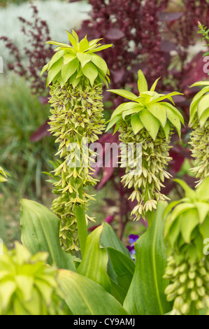 Bunte Ananas Blume (eucomis bicolor) Stockfoto