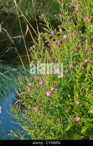 Große haarige Weidenröschen (Epilobium hirsutum) Stockfoto