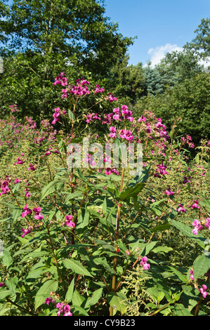 Himalayan Balsam (Impatiens glandulifera) Stockfoto