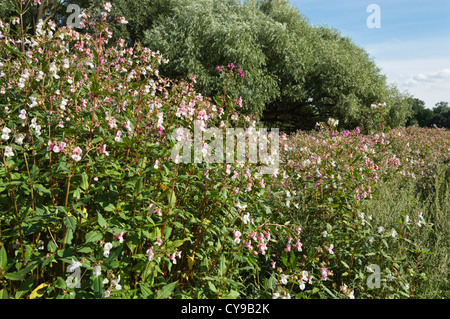 Himalayan Balsam (Impatiens glandulifera) Stockfoto