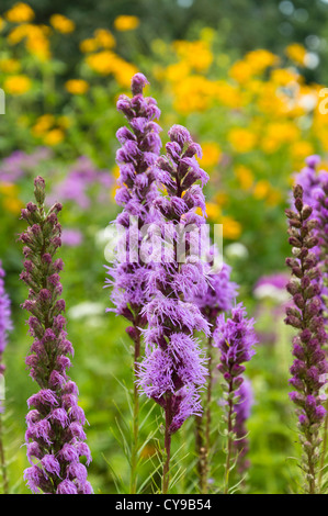 Dichten Blazing Star (Liatris spicata) Stockfoto