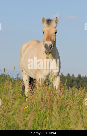 Norwegischer Fjord Pferd stehen im Feld, Rasen in den Mund Stockfoto