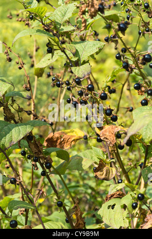 Tollkirsche (atropa Bella-donna) Stockfoto