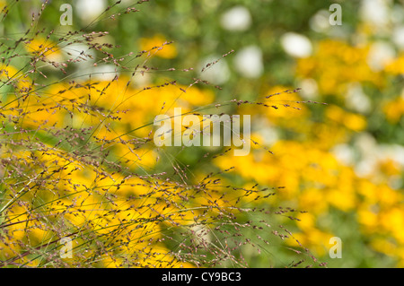 Schalter Gras (Salvia officinalis 'Krieger') Stockfoto