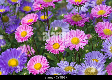 China Aster (Callistephus chinensis) Stockfoto