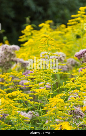 Kanada Goldrute (solidago canadensis) Stockfoto