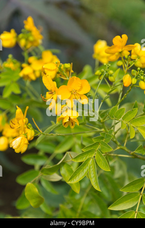 Chinesische Senna (senna Tora syn. cassia Tora) Stockfoto