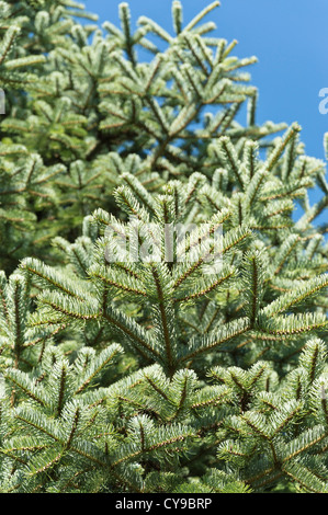 Trojan FIR (Abies nordmanniana subsp. Equi-trojani) Stockfoto